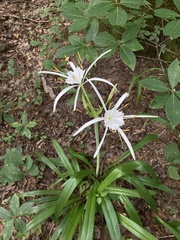 Hymenocallis occidentalis