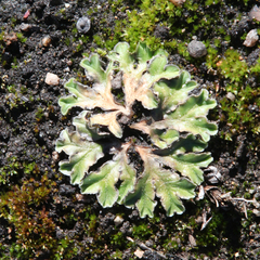 Riccia cartilaginosa