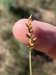 Carex vallicola