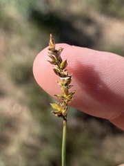 Carex vallicola