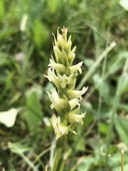 Spiranthes × stellata