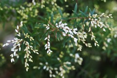 Leucopogon pimeleoides