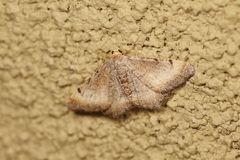 Macaria adonis