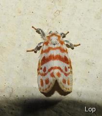 Nephelomilta effracta