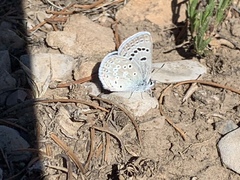 Icaricia icarioides austinorum