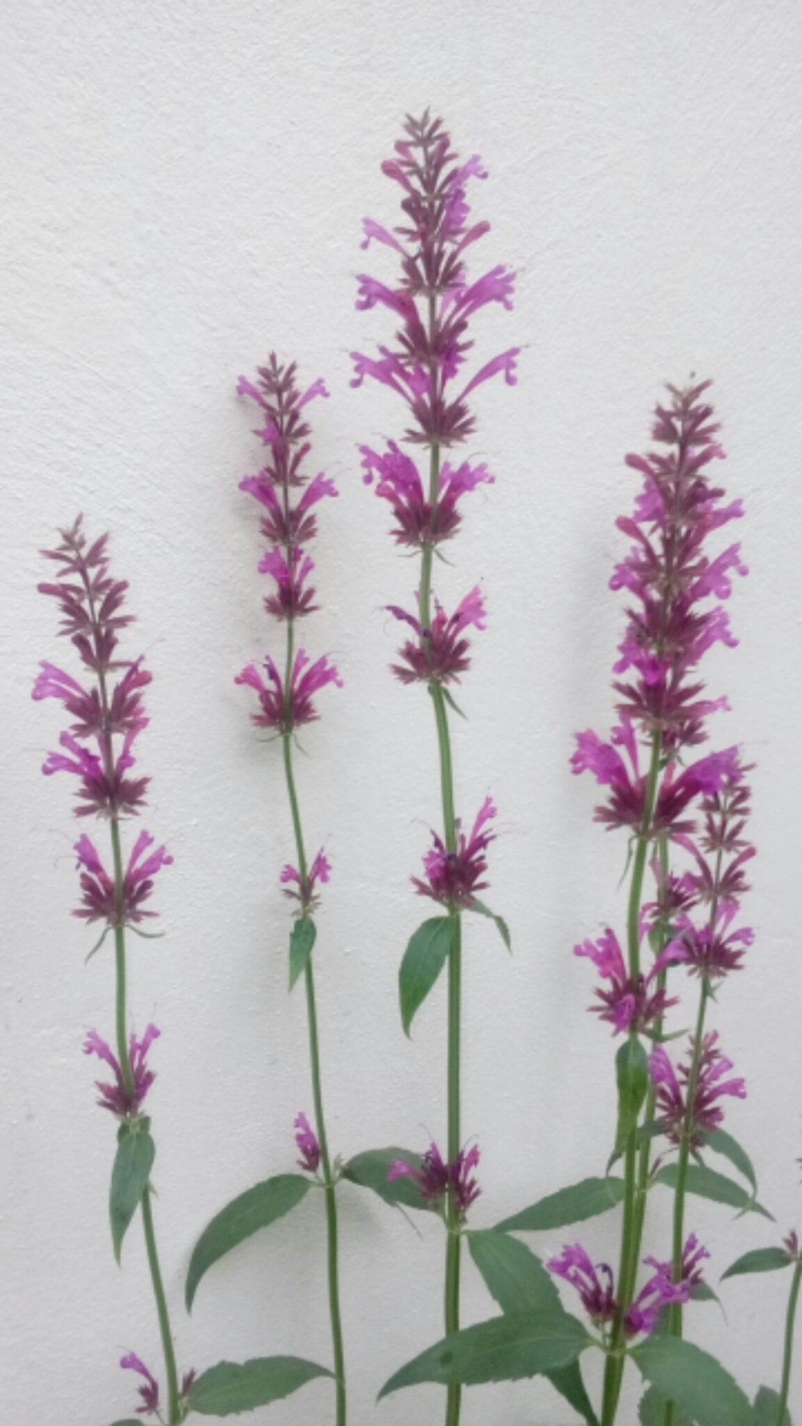 Toronjil Morado (Agastache mexicana) · iNaturalist Ecuador