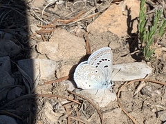 Icaricia icarioides austinorum