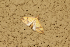 Choristostigma plumbosignalis