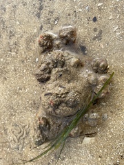 Pyura praeputialis