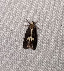 Polix coloradella