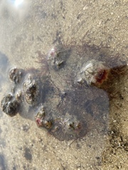 Pyura praeputialis