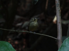 Platyrinchus coronatus