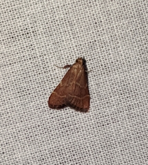 Arta epicoenalis