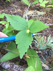 Anemonastrum deltoideum