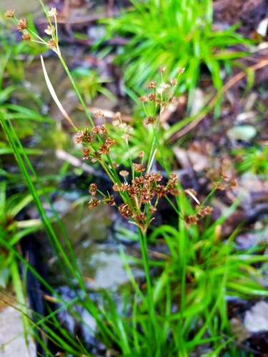 Juncus planifolius