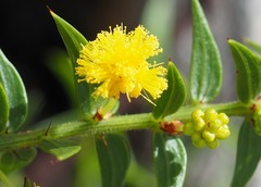 Acacia amblygona
