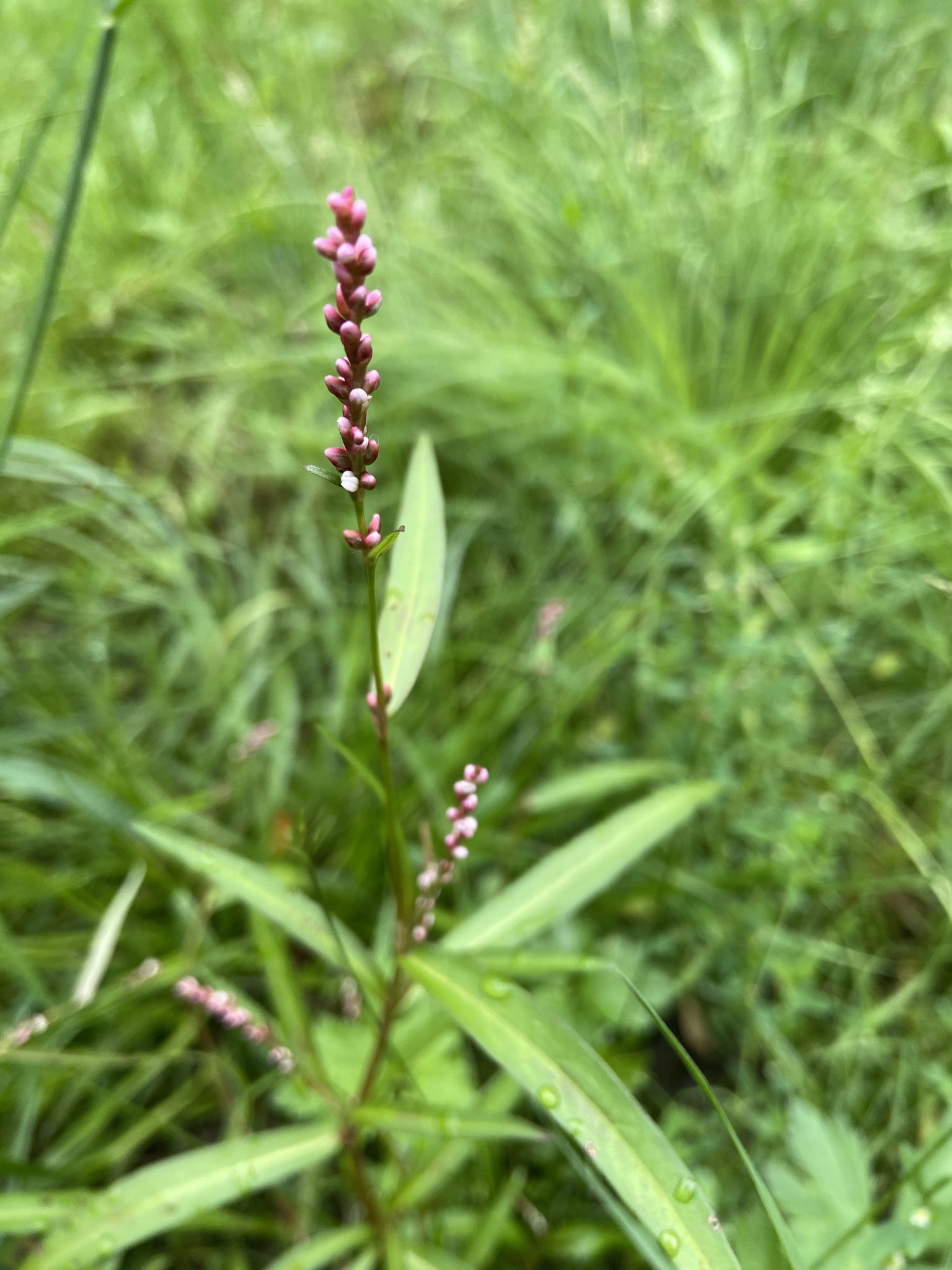 Persicaria minor