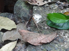 Anolis cupreus image