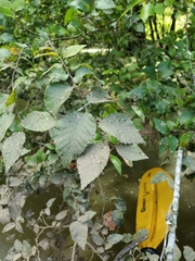 Planera aquatica