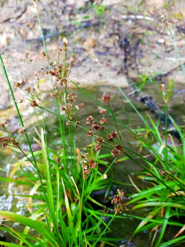 Juncus planifolius
