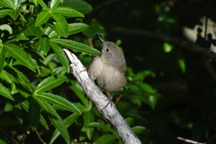 Troglodytes aedon chilensis