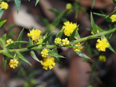 Acacia amblygona
