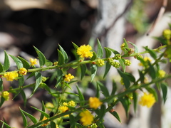 Acacia amblygona