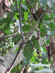 Oncostoma cinereigulare