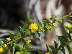 Acacia amblygona