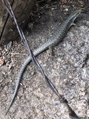 Elgaria coerulea palmeri