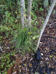 Macrozamia pauli-guilielmi