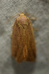 Amolita obliqua
