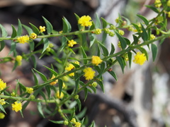 Acacia amblygona