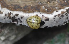 Aegithus burmeisteri