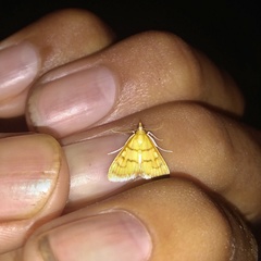 Helvibotys helvialis