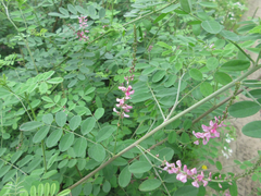 Indigofera bungeana