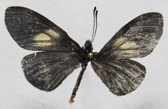 Altinote ozomene nox