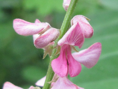 Indigofera bungeana