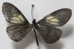 Altinote ozomene nox