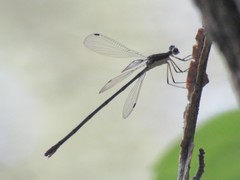 Lestes vigilax