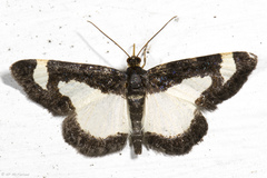 Heliomata cycladata
