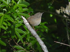 Troglodytes aedon chilensis