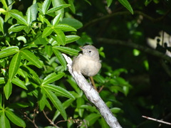 Troglodytes aedon chilensis