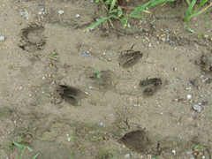 Hydropotes inermis argyropus