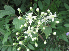 Clematis apiifolia