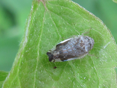 Nakaharanus sagittarius