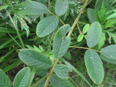 Lespedeza tomentosa