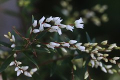 Leucopogon pimeleoides