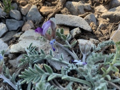 Oxytropis oreophila