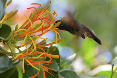 Saucerottia beryllina
